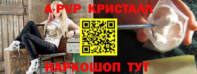 гашик Кингисепп
